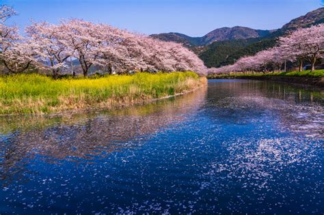 2020年の桜に逢いたい♪ 東海地方のさくら名所4選 Starthome