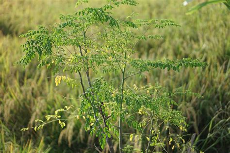 How To Grow And Care For Moringa Plants