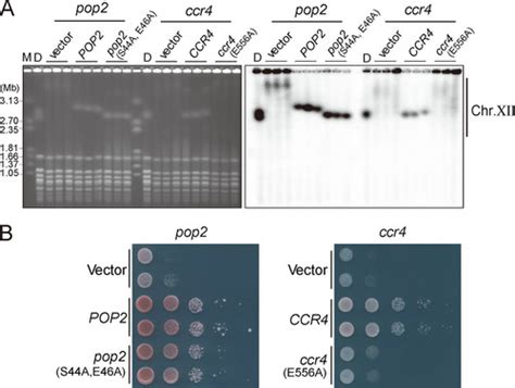 Full Article The CCR4 NOT Complex Maintains Stability And