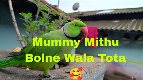 Mithu Mummy Bolne Wala Parrot 🦜🥀🥰parrot Talking Video 2023mithu