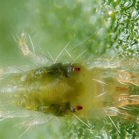 Spider Mites Treatment How To Get Rid Of Spider Mites The Jungle