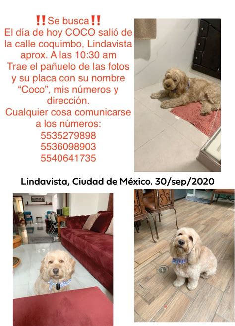 Mascotas Sismo On Twitter Extraviado Coco Cruza De Cocker Con