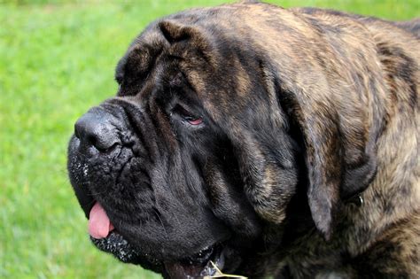 Large Brindle Dogs