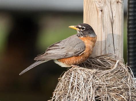 American Robin Nesting (All You Need To Know) | Bird Fact