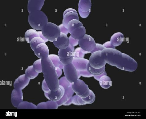 Streptococcus Pneumoniae Bacterias Fotograf As E Im Genes De Alta