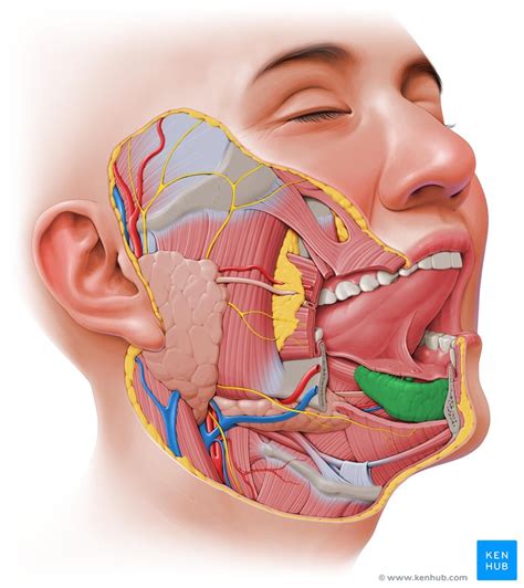 Sublingual gland: Anatomy and clinical aspects | Kenhub