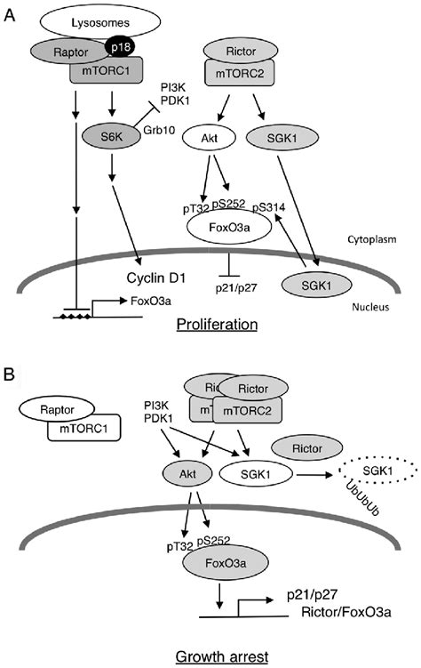 Schematic Model Of The Function Of Mtor Pathway In The Regulation Of