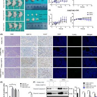 Influence Of Growth Differentiation Factor Gdf Expression On