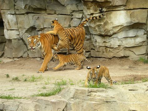 tiger cubs Archives - Animal Fact Guide