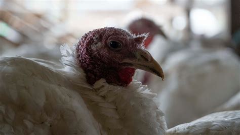 Avian Flu Found In Rockingham County Flock Of Turkeys