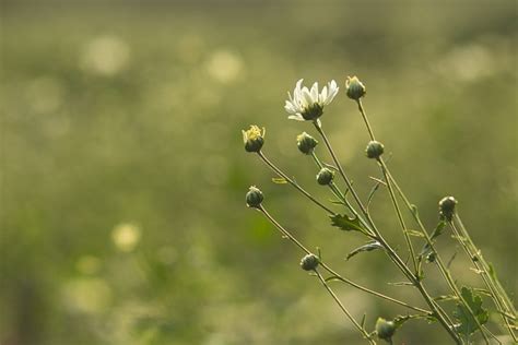 花朵 盛开 草地 Pixabay上的免费照片 Pixabay