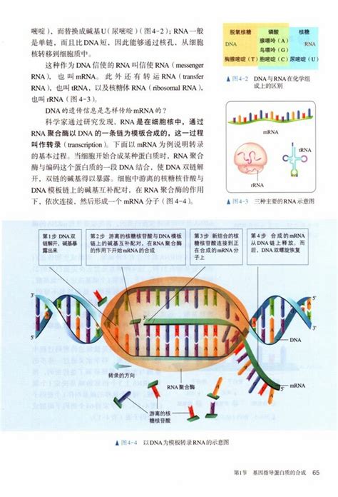 2019年审定人教版高中生物必修二中学课本网