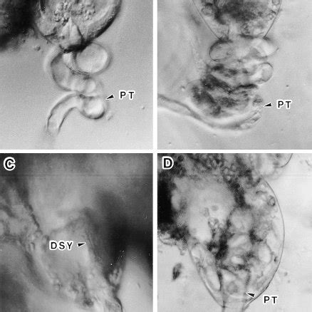 Pdf Guidance In Vitro Of The Pollen Tube To The Naked Embryo Sac Of