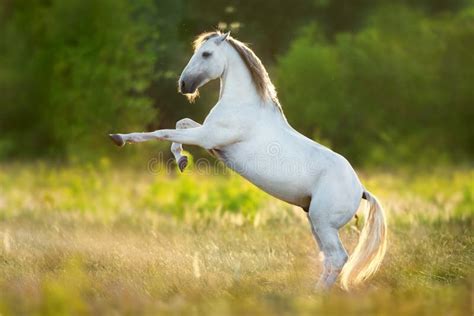 white stallion rearing figure rearing white horse prop