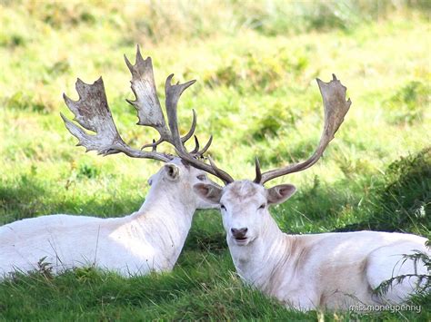 White Fallow Deer By Missmoneypenny Redbubble