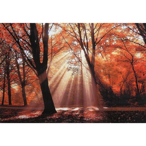 Sunlight Through Fall Trees Canvas Wall Art, 36" x 24" | At Home