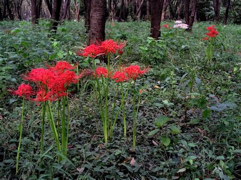 Lycoris | Henrico Horticulture