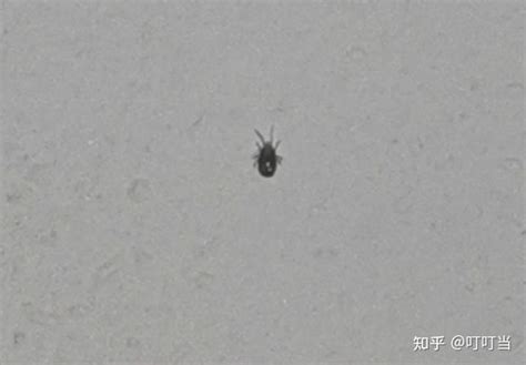 这是蜱虫还是螨虫 知乎