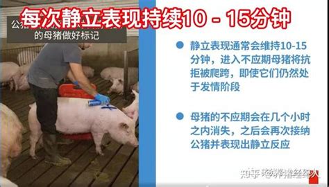 了解母猪的发情迹象及查情要点 知乎