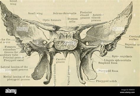 Pterygoid canal hi-res stock photography and images - Alamy