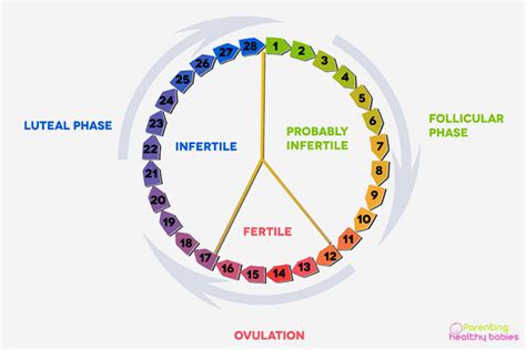 Ovulation Chart- Best Way to Track Your BMI and Cervical Mucus