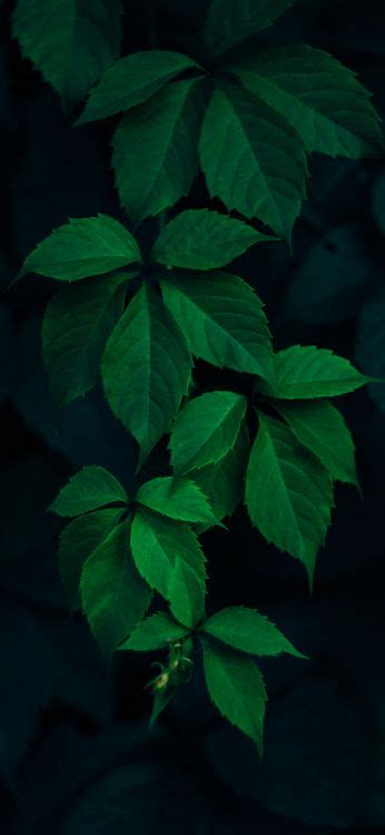 Kostenlose Hintergrundbilder Blatt Baum Branch Licht Bodendecker