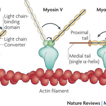 Schematic Of The Myosin VI Lever Arm And Tail Domains The Amino Acid