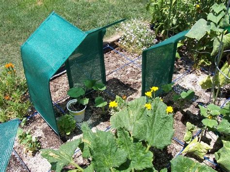 Vegetable Garden Shade Cloth Ideas Worth To Check Sharonsable