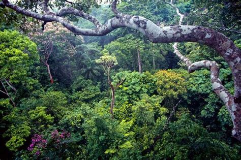 Bosques Tropicales Qué Son Características Clima Flora Y Fauna