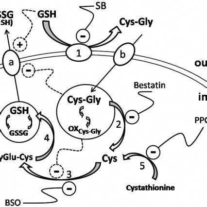 Extra lenticular changes in cysteine Cys Gly and γ Glu Cys levels