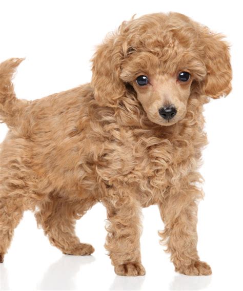 Miniature Poodle | Noble Paw Puppies