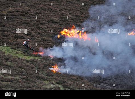 Muir Burning Controlled Burning Of Mature Ling Heather Calluna