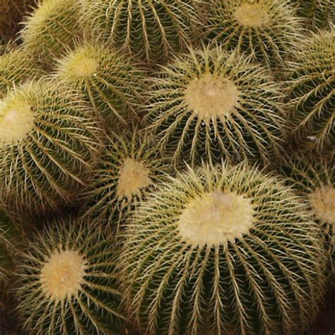 Echinocactus Grusonii Golden Barrel Cactus 25 Seeds Shaman Australis Botanicals