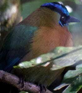 Bird Watching Tour Monteverde Costa Rica In Monteverde Costa Rica