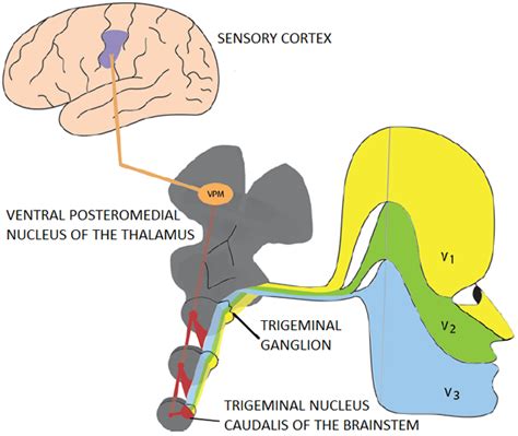 نوکلئوس کودالیس Trigeminal Nucleus Caudalis Tnc Link10ir