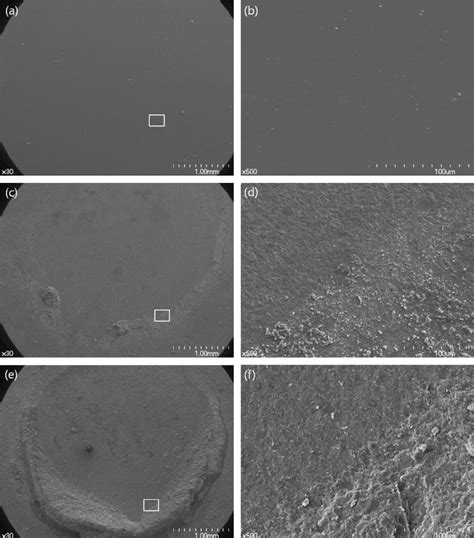 Scanning electron micrographs the left sides magni fi cation Â 30 and