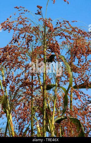 Johnson Grass Sorghum Sorghum Halepense Fruiting Germany Stock