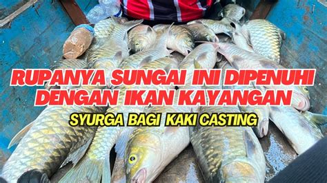 Seru Terjumpa Lubuk Mahseer Ikan Semah Sarawak Youtube