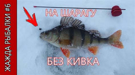 Безкивковая удочка + безмотылка шарага. Проводки и поклевки окуня ...
