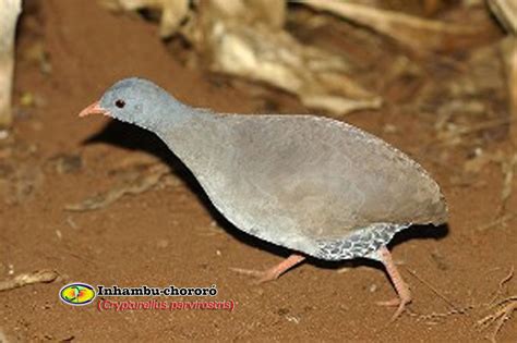 Zoologia Inhambu chororó Crypturellus parvirostris