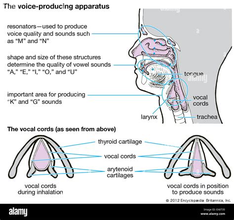 Vocal Cords Human Body