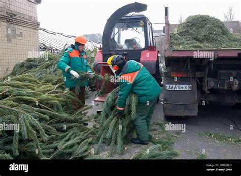 Municipal Workers Puts Branches Of Used Christmas Tree In Receiver Of