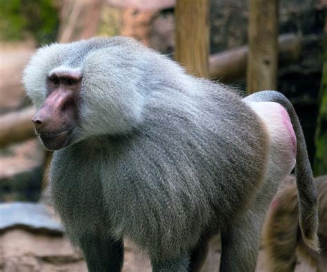 Hamadryas Baboon - ZooTampa at Lowry Park