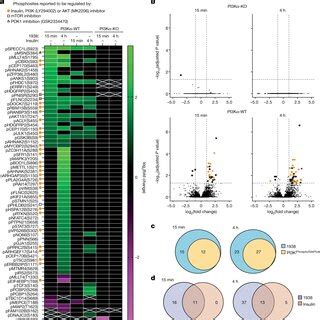 Phosphoproteomics Analysis Of Pi K Wt And Pi K Ko Mefs Cells Were