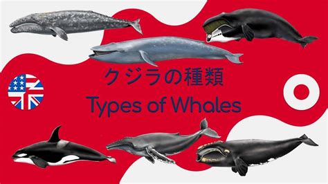 くじら Whales クジラの種類 Types Of Whales クジラの名前 動物（犬・猫 他色々）【まとめ動画】