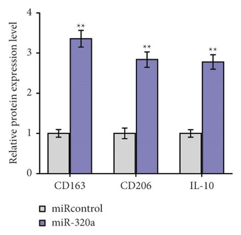 Mirna 320a Facilitated Macrophage M2 Polarization Qpcr Analysis Of