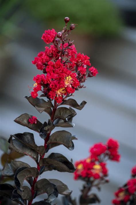 Lagerstroemia Black Diamond Radiant Red Z6S8437 PlantHaven International