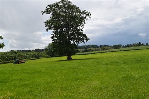 Therapy at the farm