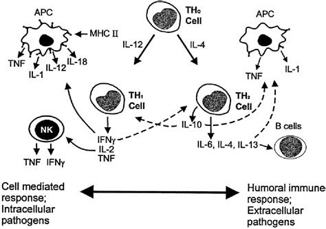 Pdf Anti Inflammatory Cytokines Semantic Scholar