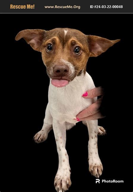 Adopt 24032200048 Chihuahua Rescue Fort Myers Fl